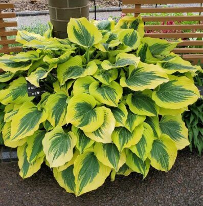 Hosta 'Liberty'
